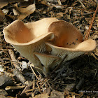 Common Funnel