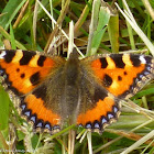 Small Tortoiseshell