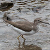 Common Sandpiper