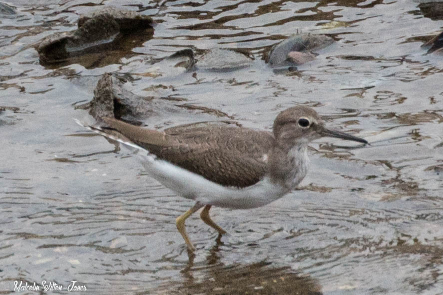 Common Sandpiper