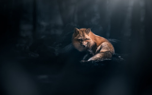Quiet Encounter with a Fox Resting in the screenshot 2