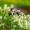 Dusky wing Butterfly