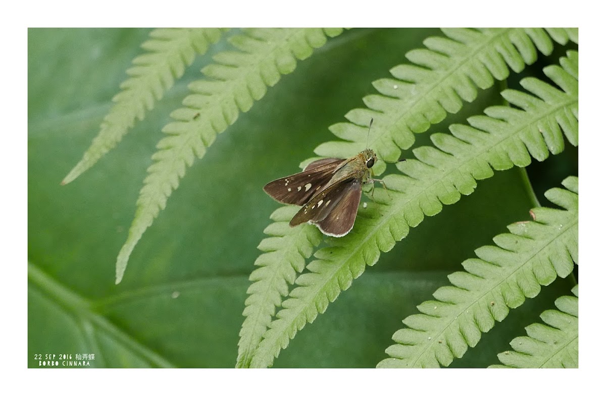 Borbo cinnara 秈弄蝶