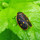 Iphirhina Spittlebug