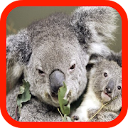 Koala wallpaper  Icon