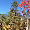 Eastern Hemlock