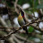 Lovely sunbird