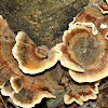 Turkey Tail