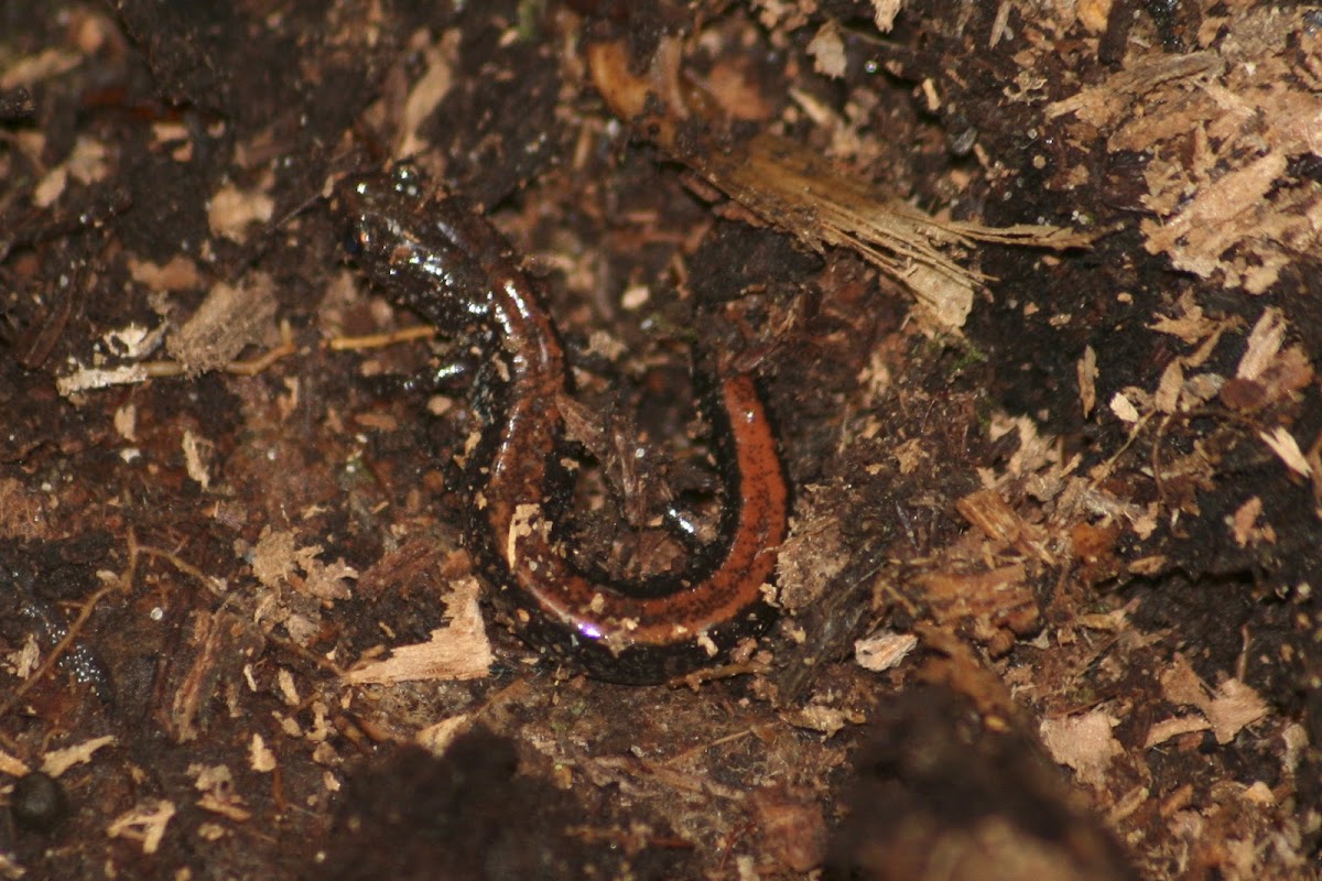 Northern Redback Salamander