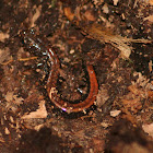 Northern Redback Salamander