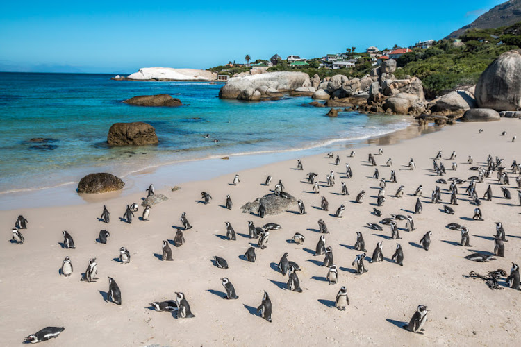 African Penguins at Boulders Beach located in Simon's Town. Stock photo.