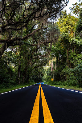 Oak tree road di MarcoGiorgi