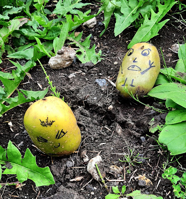 patate  arrabbiate di renzo brazzolotto