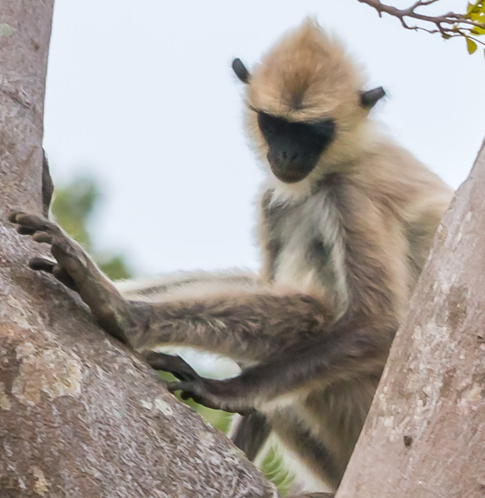 Gray Langur, Hanuman Monkey, Bengal sacred langur