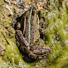 Iberian Water Frog