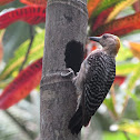 Hoffman's woodpecker