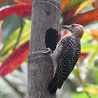 Hoffman's woodpecker