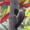 Hoffman's woodpecker