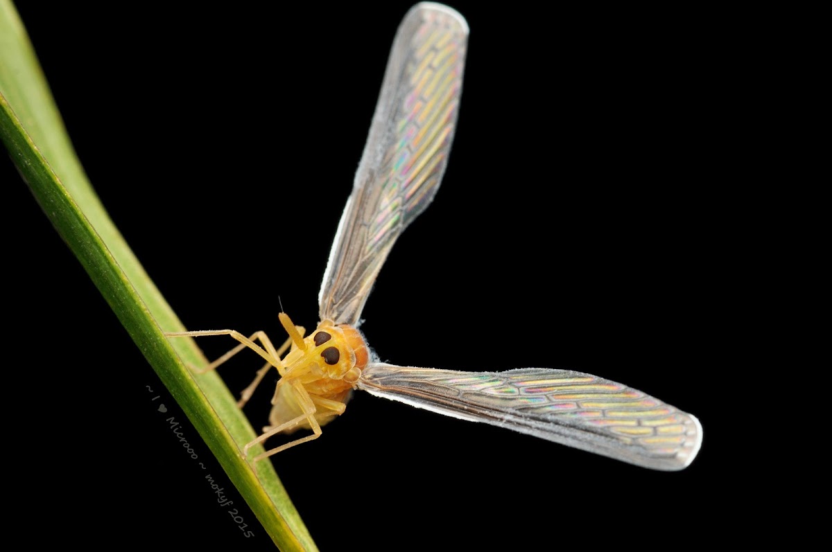 Derbid Planthopper