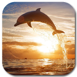 Cover Image of Download Jumping Dolphin Live Wallpaper 1.0 APK