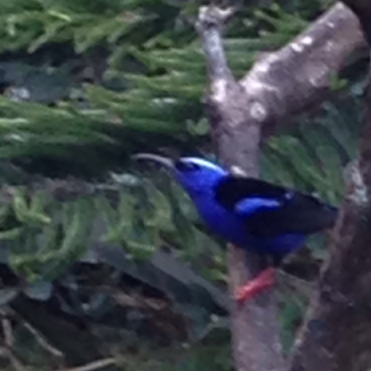 Red-legged honeycreeper