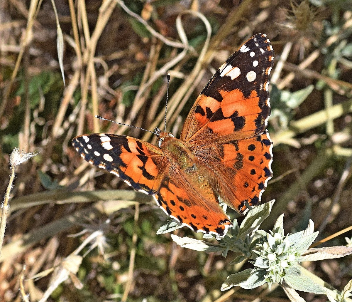 Painted Lady