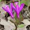 Fringed Polygala