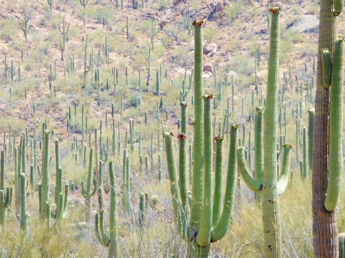 Saguaro Cactus