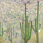 Saguaro Cactus