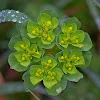 Sun Spurge