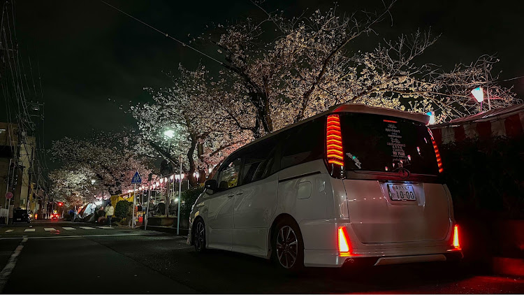 ヴォクシーのヴォクシー・モデリスタ・ウィンカーポジション・桜と愛車・4月もよろしくお願い致します🌸に関するカスタム事例の投稿画像2枚目