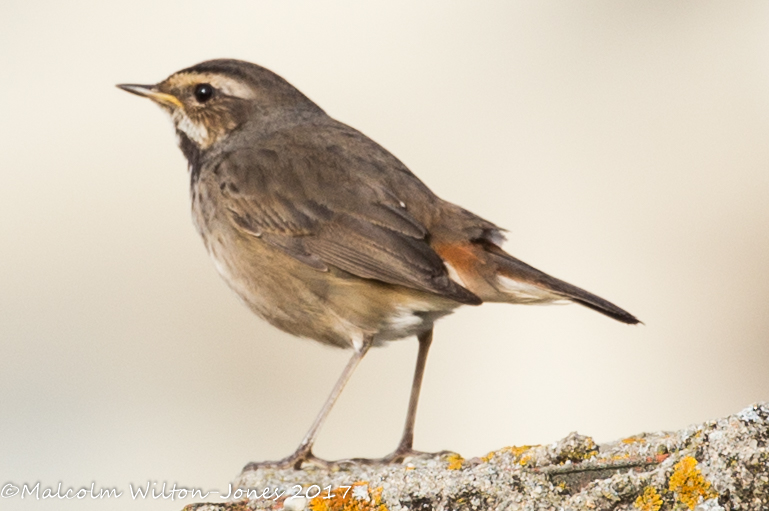 Bluethroat