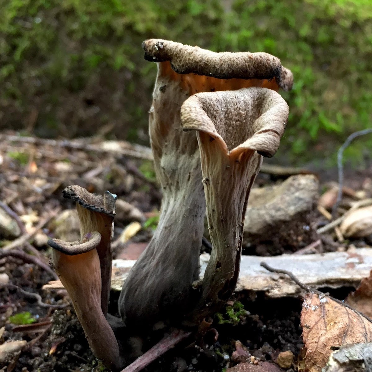 Black Trumpet Mushrooms