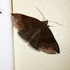 Maple Looper Moth