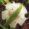 unknown toadstool