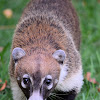 White-nosed coati