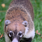 White-nosed coati