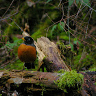 American Robin