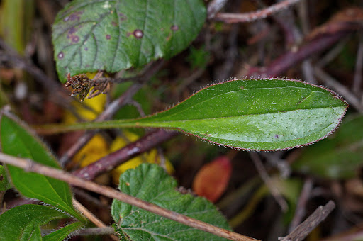 Tuberaria globulariifolia