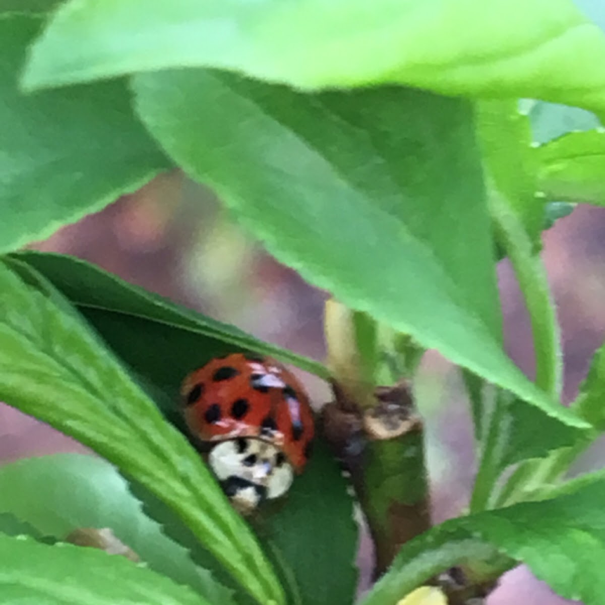 Multicolored Asian Lady Beetle