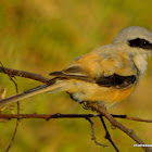 long-tailed shrike or rufous-backed shrike