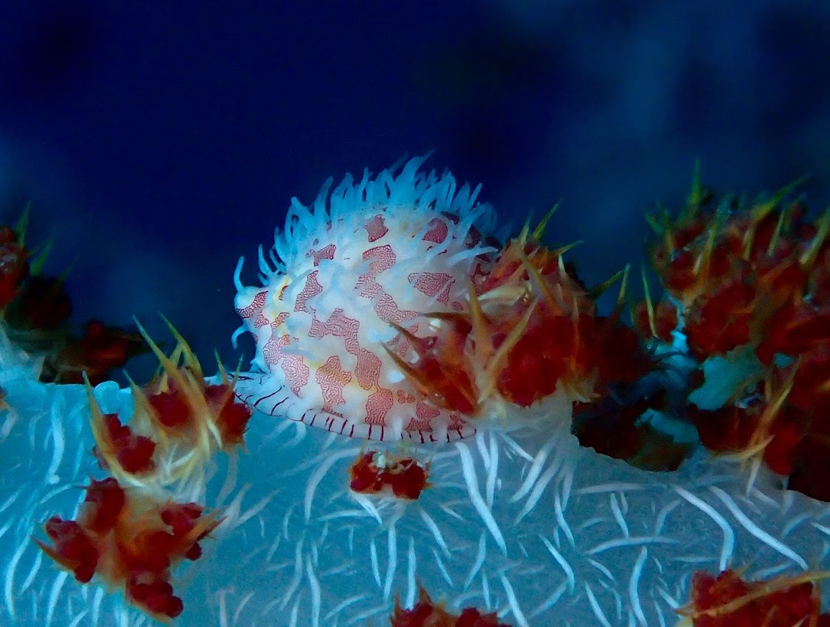 Allied Cowrie Shell