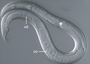 C. nigoni male treated with maternal Cni-fog-3(RNAi). Oocytes (o) develop instead of sperm, while the somatic testis, including the glandular vas deferens (vd), remain unaffected.