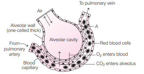 Exchnage of Gases in Alveoli