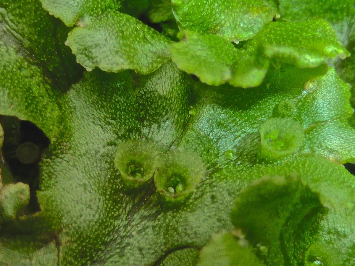 Liverwort