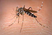 This is an Aedes albopictus female mosquito.
