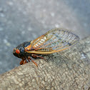 17-Year Cicada