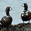 Harlequin duck