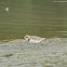 KentishPlover 環頸鴴