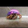 Hermit Crab